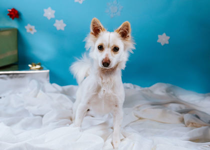 Moon, an adoptable Chihuahua, Papillon in Northbrook, IL, 60062 | Photo Image 1