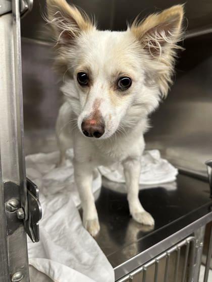 Moon, an adoptable Chihuahua, Papillon in Northbrook, IL, 60062 | Photo Image 3