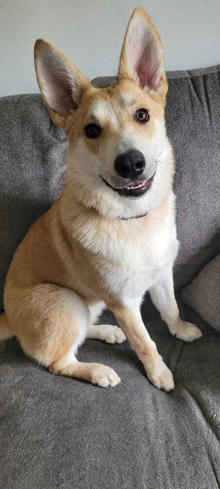 Yoni, an adoptable German Shepherd Dog in Fredonia, WI, 53021 | Photo Image 1