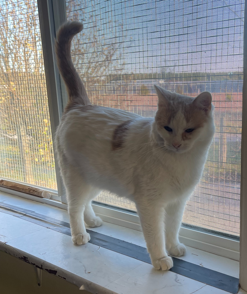 Abigal, an adoptable Domestic Short Hair in Sparta, WI, 54656 | Photo Image 2