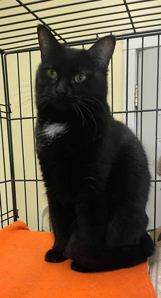 Sis, an adoptable Domestic Short Hair in Sparta, WI, 54656 | Photo Image 1