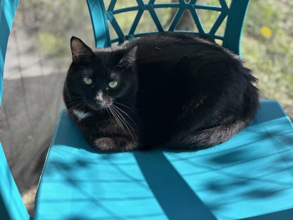 Sis, an adoptable Domestic Short Hair in Sparta, WI, 54656 | Photo Image 2