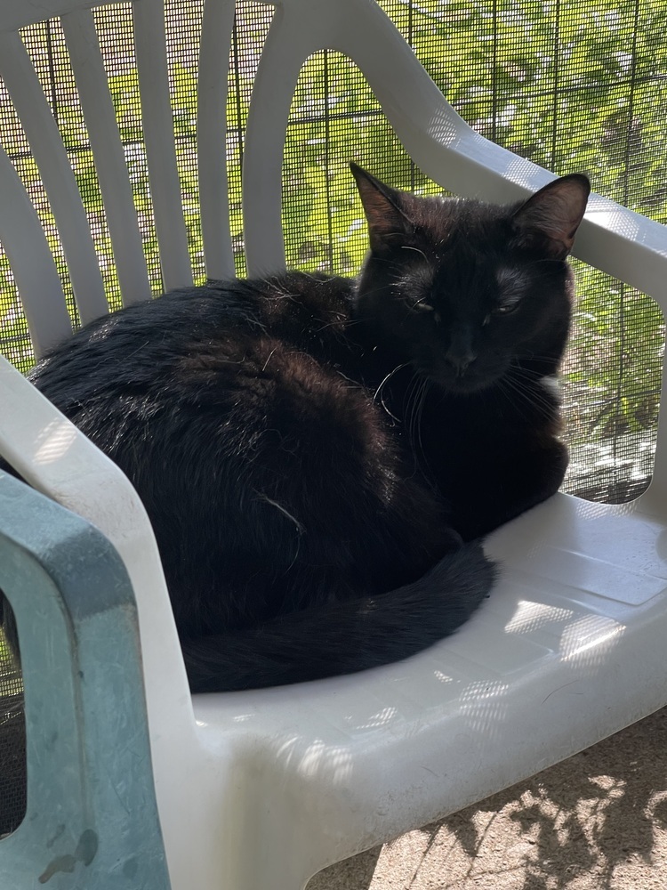 Sis, an adoptable Domestic Short Hair in Sparta, WI, 54656 | Photo Image 3