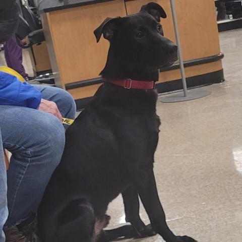Ziegler, an adoptable Black Labrador Retriever, Mixed Breed in Rochester, MN, 55903 | Photo Image 2