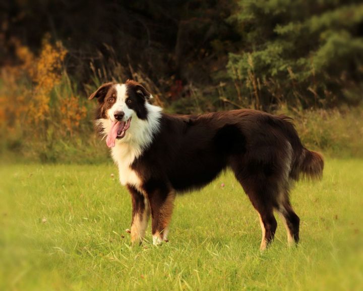 Hull's Haven Border Collie Rescue
