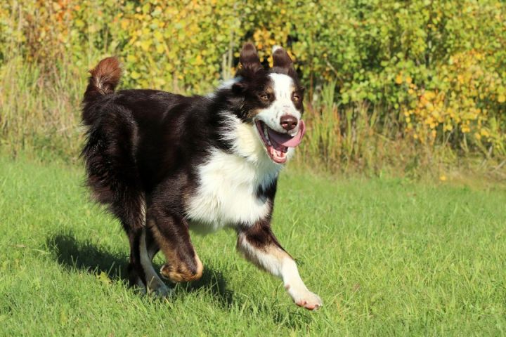 Hull's Haven Border Collie Rescue