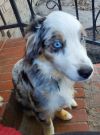 Finley
