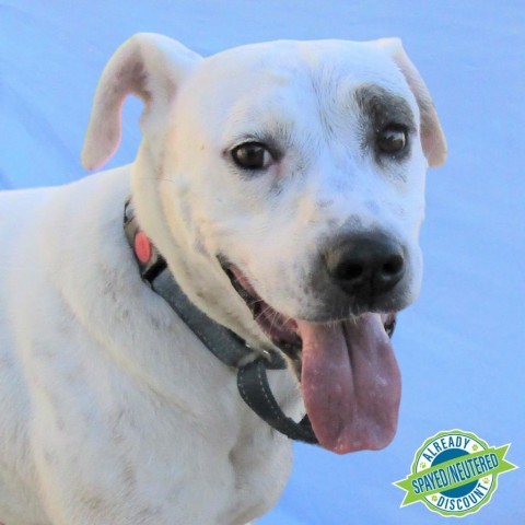 Wendy, an adoptable Mixed Breed in Las Cruces, NM, 88012 | Photo Image 1