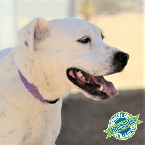 Wendy, an adoptable Mixed Breed in Las Cruces, NM, 88012 | Photo Image 1