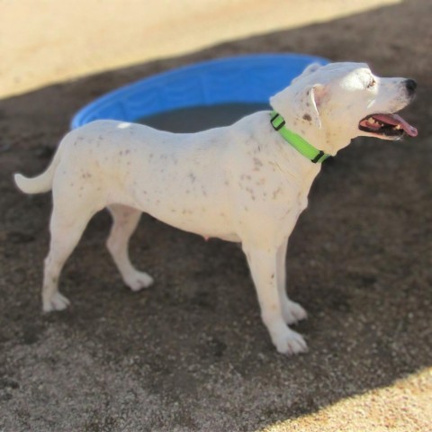 Wendy, an adoptable Mixed Breed in Las Cruces, NM, 88012 | Photo Image 2