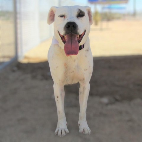 Wendy, an adoptable Mixed Breed in Las Cruces, NM, 88012 | Photo Image 4