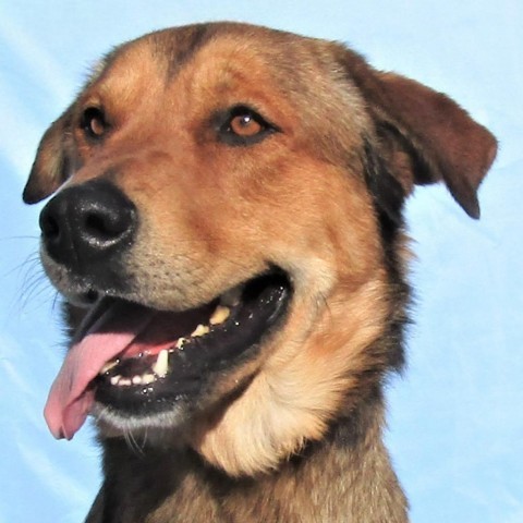 Randy, an adoptable Mixed Breed in Las Cruces, NM, 88012 | Photo Image 1
