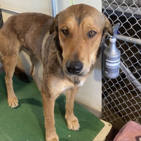 Randy, an adoptable Mixed Breed in Las Cruces, NM, 88012 | Photo Image 2