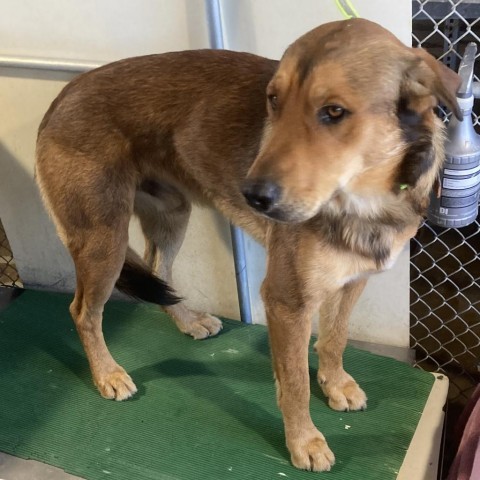 Randy, an adoptable Mixed Breed in Las Cruces, NM, 88012 | Photo Image 3