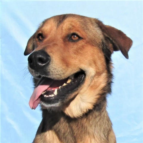 Randy, an adoptable Mixed Breed in Las Cruces, NM, 88012 | Photo Image 5