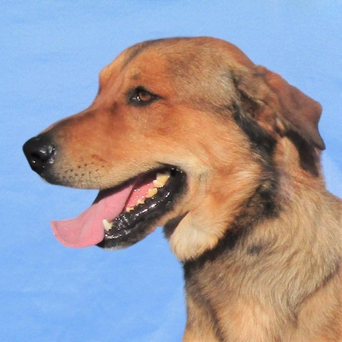 Randy, an adoptable Mixed Breed in Las Cruces, NM, 88012 | Photo Image 6