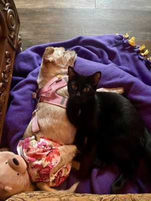 Bert & Billy (Bonded Pair)