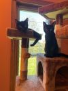 Bert & Billy (Bonded Pair)