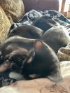 Bert & Billy (Bonded Pair)