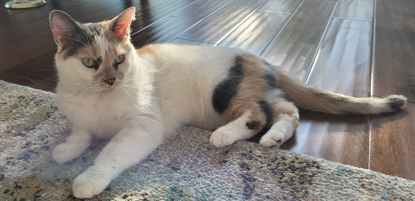 Paisley, an adoptable Dilute Calico, Domestic Short Hair in Traverse City, MI, 49686 | Photo Image 1