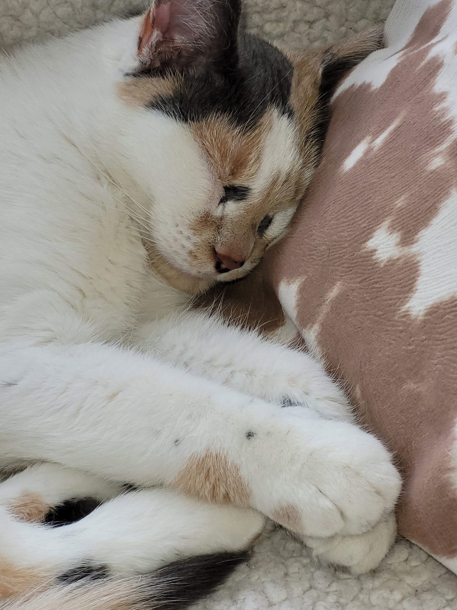 Paisley, an adoptable Dilute Calico, Domestic Short Hair in Traverse City, MI, 49686 | Photo Image 2