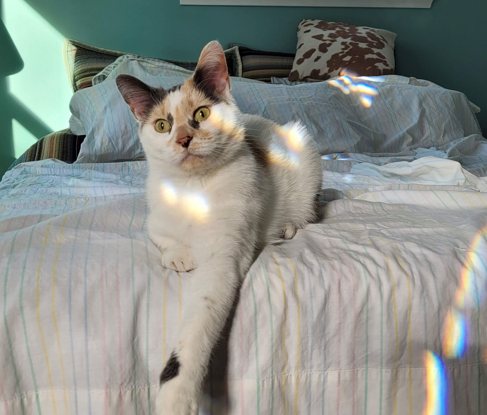 Paisley, an adoptable Dilute Calico, Domestic Short Hair in Traverse City, MI, 49686 | Photo Image 3