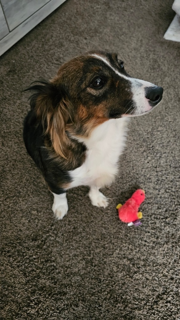 Teddi 2