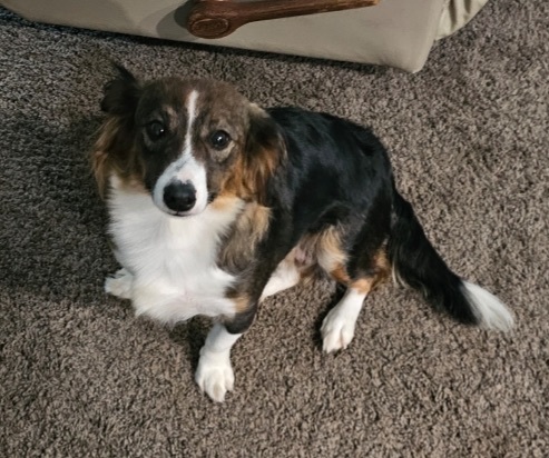 Teddi 1