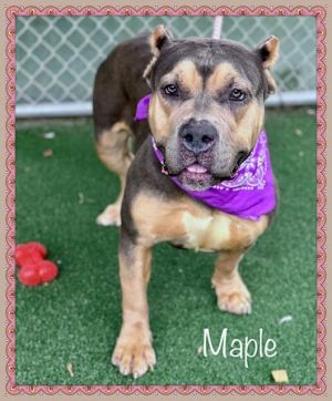 Hello guys and gals This cutie pie goes by the name Maple Miss Maple really wanted to explore the 