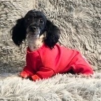 Flamingo , an adopted Miniature Poodle in Springfield, MO_image-1