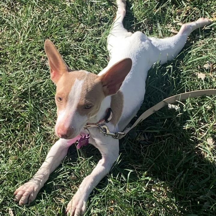 Oakley , an adopted Rat Terrier in Springfield, MO_image-1