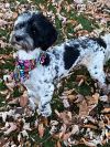 Bo - ADOPTION PENDING!