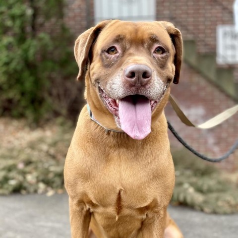 Sugaree, an adoptable Labrador Retriever in Rocky Mount, VA, 24151 | Photo Image 1