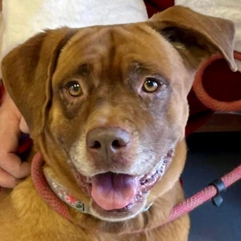 Sugaree, an adoptable Labrador Retriever in Rocky Mount, VA, 24151 | Photo Image 2