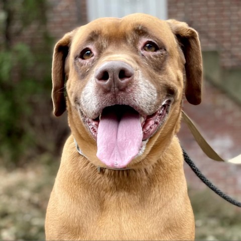 Sugaree, an adoptable Labrador Retriever in Rocky Mount, VA, 24151 | Photo Image 3