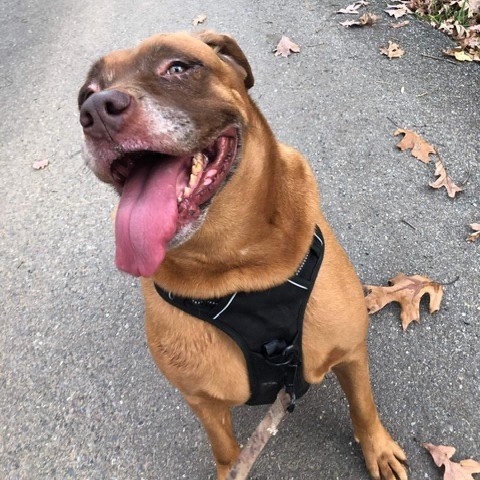 Sugaree, an adoptable Labrador Retriever in Rocky Mount, VA, 24151 | Photo Image 4