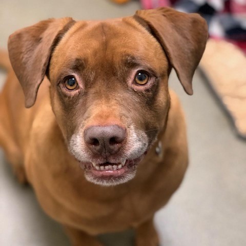Sugaree, an adoptable Labrador Retriever in Rocky Mount, VA, 24151 | Photo Image 5