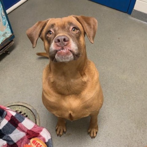 Sugaree, an adoptable Labrador Retriever in Rocky Mount, VA, 24151 | Photo Image 6