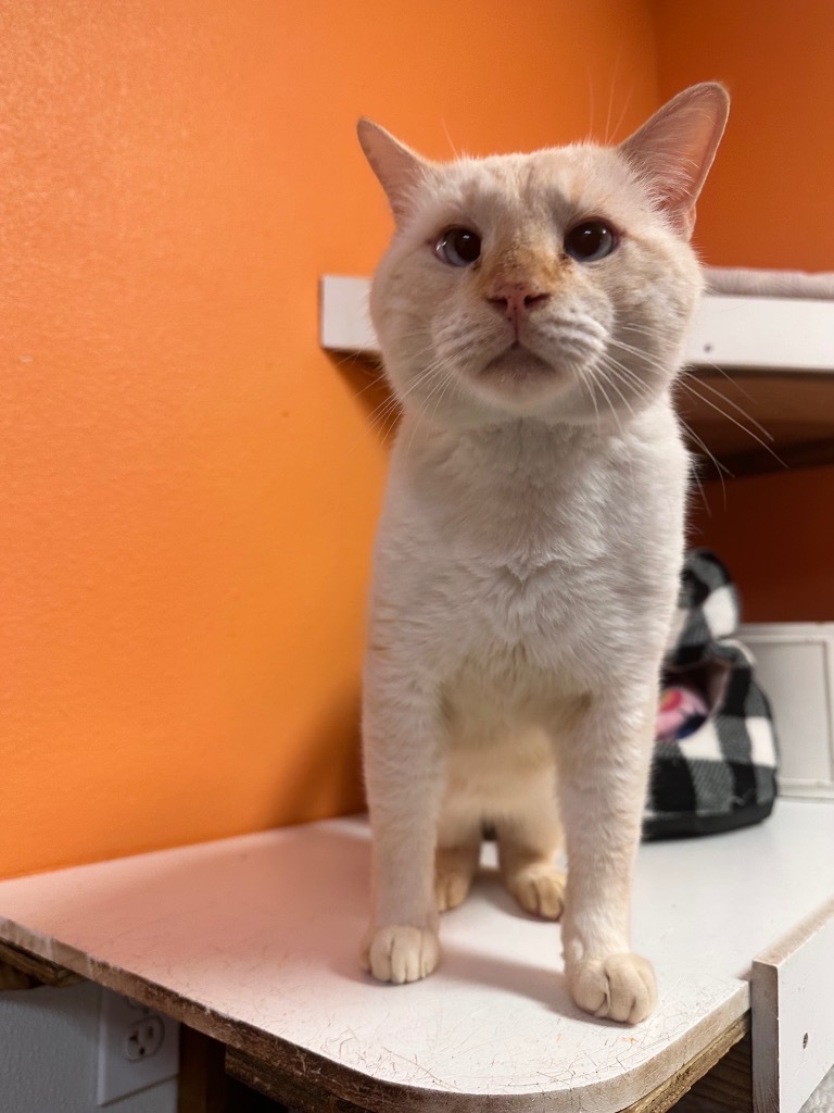 Post Malone, an adoptable Siamese in Fulton, TX, 78358 | Photo Image 1