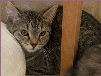 Tiana, an adoptable Domestic Short Hair in Grand Junction, CO, 81505 | Photo Image 1