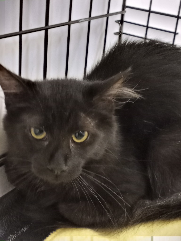 Valentine, an adoptable Domestic Long Hair in Grand Junction, CO, 81505 | Photo Image 1