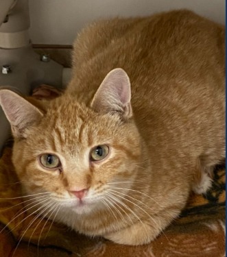 Merrick, an adoptable Domestic Short Hair in Grand Junction, CO, 81505 | Photo Image 1