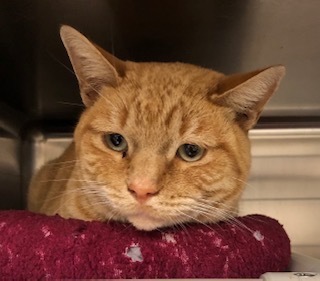 Duran, an adoptable Domestic Short Hair in Grand Junction, CO, 81505 | Photo Image 1