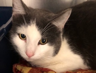 Possum, an adoptable Domestic Short Hair in Grand Junction, CO, 81505 | Photo Image 1