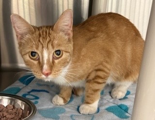 Mango, an adoptable Domestic Short Hair in Grand Junction, CO, 81505 | Photo Image 1