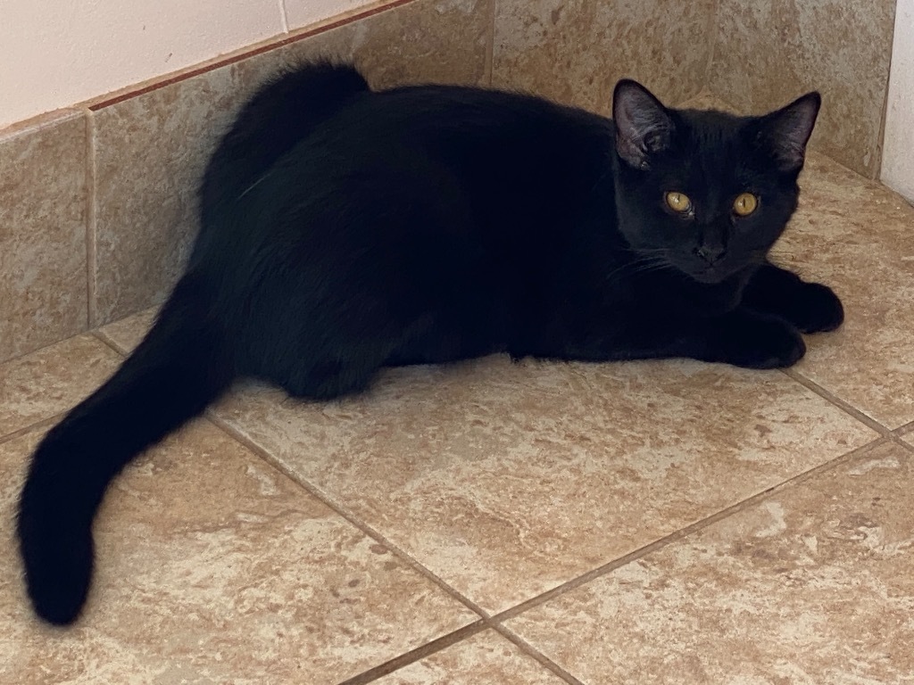 Dorito, an adoptable Domestic Short Hair in Grand Junction, CO, 81505 | Photo Image 1