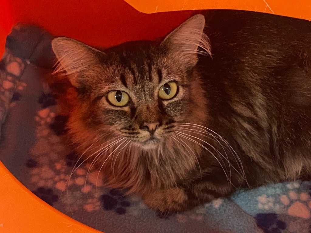 Heidi, an adoptable Domestic Long Hair in Grand Junction, CO, 81505 | Photo Image 1