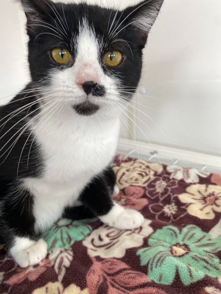 Espresso, an adoptable Domestic Short Hair in Grand Junction, CO, 81505 | Photo Image 1