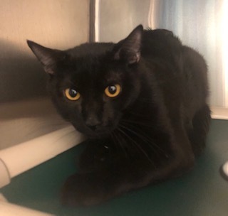 Blackberry, an adoptable Domestic Short Hair in Grand Junction, CO, 81505 | Photo Image 1