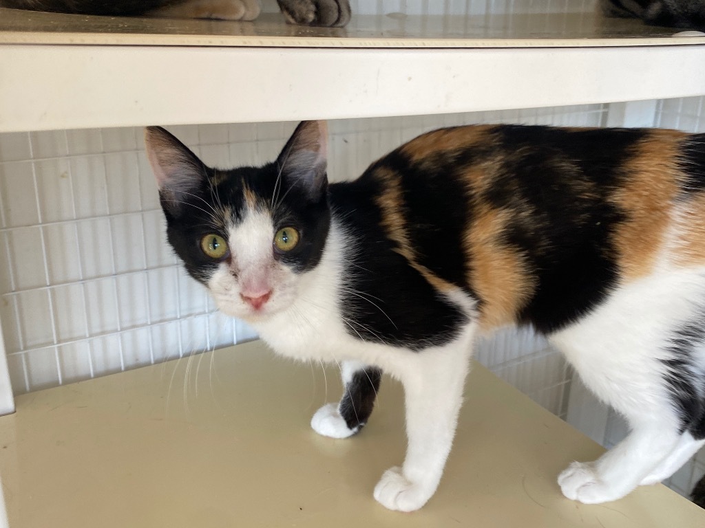 Pepper, an adoptable Domestic Short Hair in Grand Junction, CO, 81505 | Photo Image 1